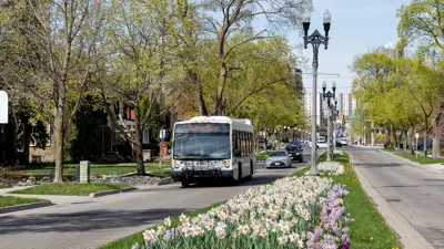 conventional bus driving past a daffodil garden