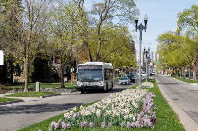 conventional bus driving past a daffodil garden