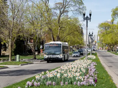 conventional bus driving past a daffodil garden